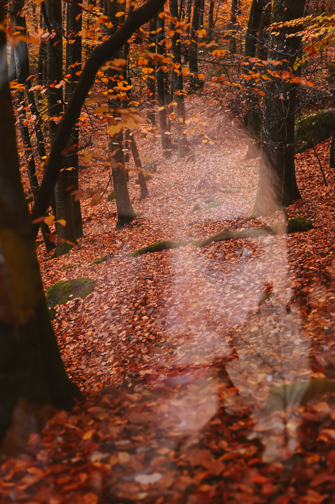 Mystischer Herbstwald im Odenwald mit orangefarbenem Laub und magischem Lichtspiel – Atmosphärebild MALEA Fotografie